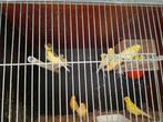 kanaries, Dieren en Toebehoren, Vogels | Kanaries, Meerdere dieren, Kleurkanarie