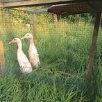 Twee jonge witte loopeenden, Dieren en Toebehoren, Geslacht onbekend, Eend