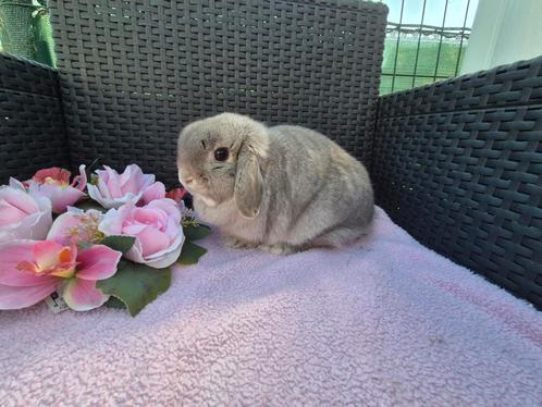 Super knappe Minilop voedster, Dieren en Toebehoren, Konijnen, Dwerg, Vrouwelijk, 0 tot 2 jaar, Hangoor