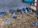 Mechelse koekoek kuikens, hennen en hanen, Meerdere dieren, Kip