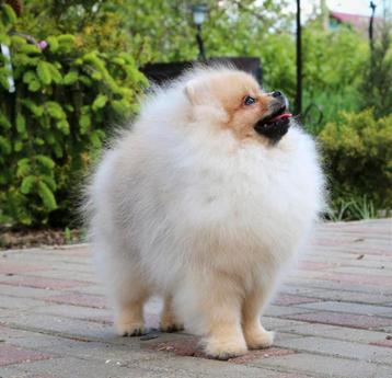 ERVAREN Dekreu Pomeranian met stamboom ->Niet te koop !!! beschikbaar voor biedingen