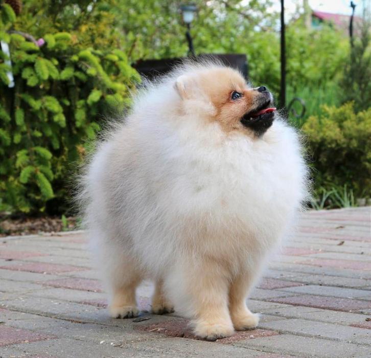 ERVAREN Dekreu Pomeranian met stamboom ->Niet te koop !!!, Dieren en Toebehoren, Honden | Poolhonden, Keeshonden en Oertypen, Reu