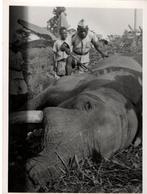 Belgische Congo-olifantenjacht rond 1950, Wild dier, Overige typen, Ophalen of Verzenden, Zo goed als nieuw