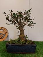 Bonsai olijf 15 jaar, Tuin en Terras, Ophalen of Verzenden, Olijfboom