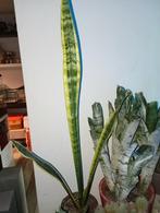 Plant, Huis en Inrichting, Kamerplanten, Ophalen