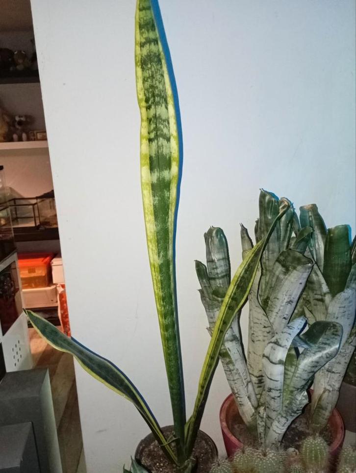 Plant, Huis en Inrichting, Kamerplanten, Ophalen