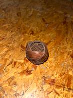 Noeud foulard HJ ww2, Verzamelen, Militaria | Tweede Wereldoorlog, Ophalen of Verzenden
