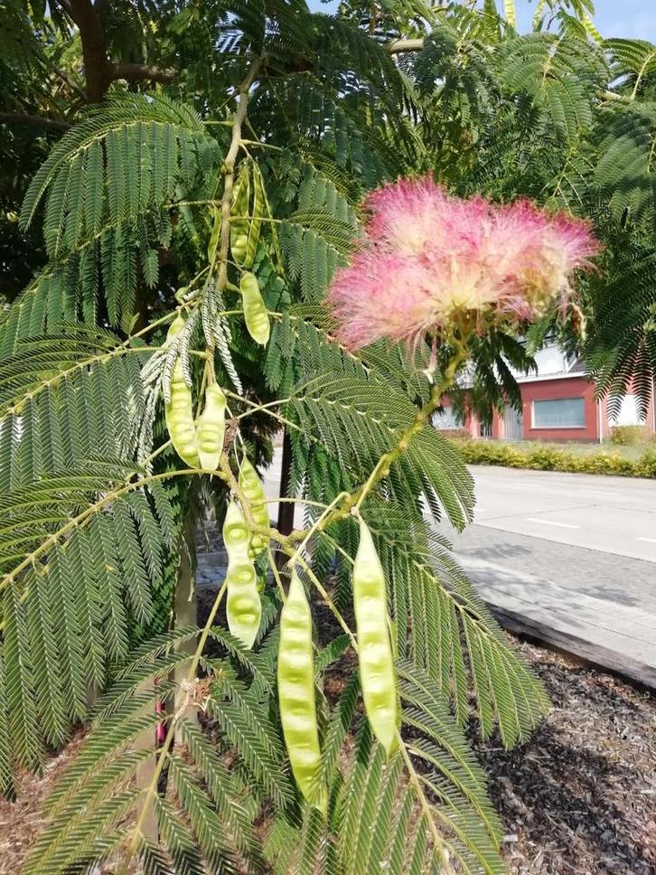 Zaden Perzische slaapboom, Tuin en Terras, Planten | Bomen, Ophalen of Verzenden