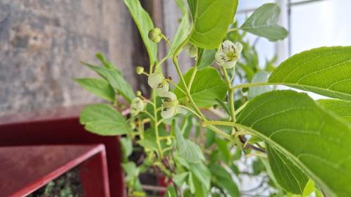 Compost, Tuin en Terras, Aarde en Mest, Compost, Ophalen