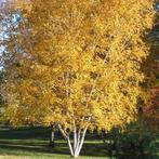 Betula papyrifera, Ophalen