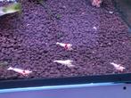 1 volledig witte crystal red garnaal, Dieren en Toebehoren