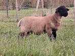 Mooie suffolk ramlam, Dieren en Toebehoren