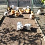 Cochinkrielen, Dieren en Toebehoren