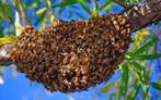 Recuperation d'essaim colonie d'abeilles, Abeilles