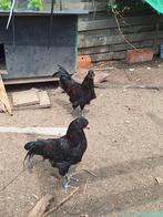 3 araucana haantjes te koop, Dieren en Toebehoren, Pluimvee