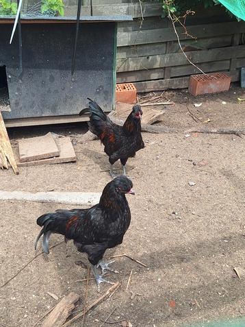 3 araucana haantjes te koop beschikbaar voor biedingen