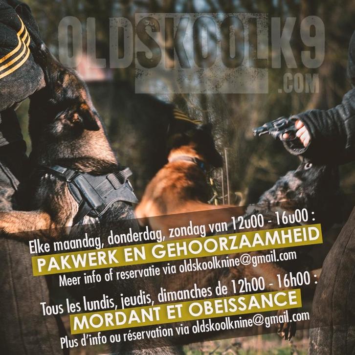 Honden africhting, dressage canin privé, Diensten en Vakmensen, Dieren | Honden | Verzorging, Oppas en Les, Training of Cursus