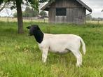 Dorper ram, Dieren en Toebehoren, Schapen, Geiten en Varkens, Mannelijk, Schaap, 0 tot 2 jaar