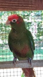 Te koop. Pyrrhura rodocephala, Dieren en Toebehoren, Vogels | Parkieten en Papegaaien