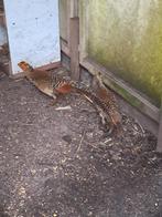 Goudfazanten en Lady fazanten, Dieren en Toebehoren