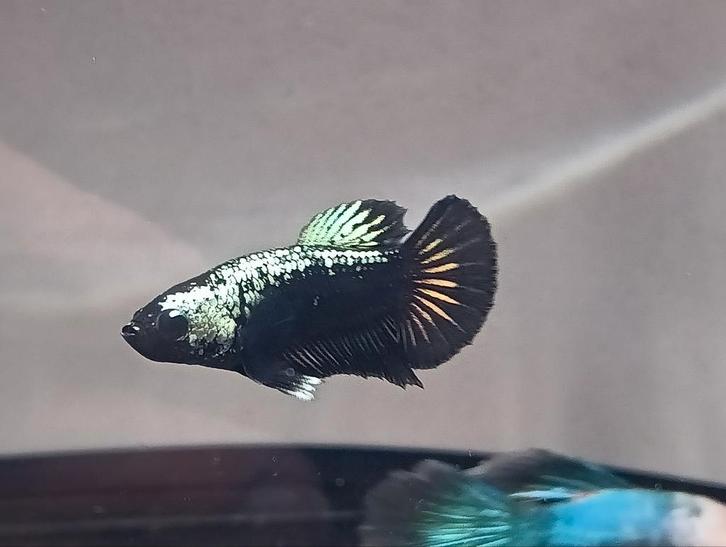 Samurai betta man plakat, Dieren en Toebehoren, Vissen | Aquariumvissen