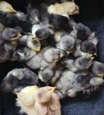 Brahma Kuikens, Dieren en Toebehoren, Pluimvee, Meerdere dieren, Kip