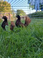 sebright hen/hennentjes/hennen goud-zwartgezoomd te koop, Dieren en Toebehoren, Pluimvee, Vrouwelijk, Kip