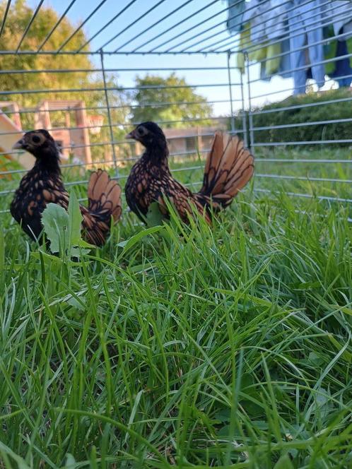 sebright hen/hennentjes/hennen goud-zwartgezoomd te koop, Dieren en Toebehoren, Pluimvee, Kip, Vrouwelijk