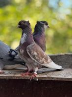 Pigeons., Animaux & Accessoires, Oiseaux | Pigeons