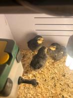 Kuikens Brabants Hoen