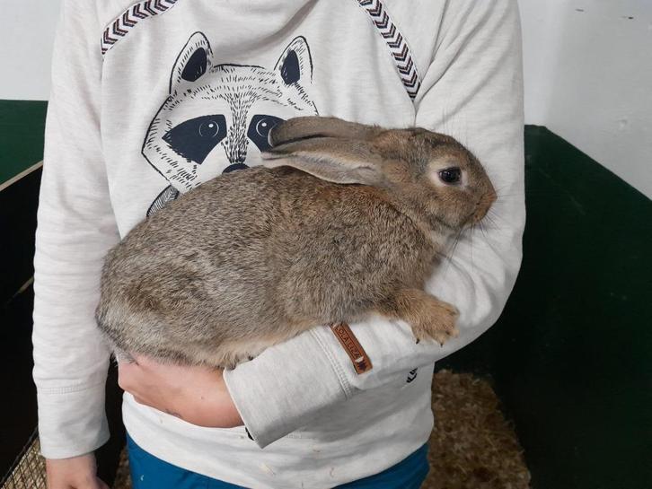Steenkonijn te koop, rammelaar, gevaccineerd, Dieren en Toebehoren, Konijnen, Klein, Mannelijk, 0 tot 2 jaar
