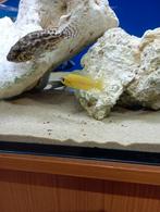 Cichlidès Malawi plusieurs espèces de Malawi disponible, Animaux & Accessoires