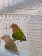 2 laatste Dwergpapegaai agapornis roseicollis