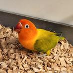 A. Fischeri Opaline groen euwing