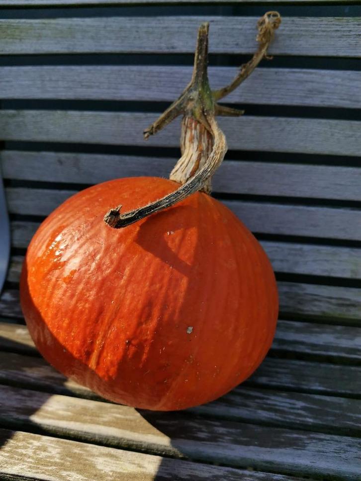 5 graines de potiron d'Hokkaido - Citrouille japonaise, Jardin & Terrasse, Bulbes & Semences, Graine, Printemps, Envoi