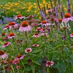 Echinacea Magnus, Tuin en Terras, Planten | Tuinplanten, Ophalen