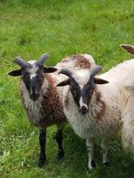 Rammetje(s) - Drentse heideschapen, Mouton, Mâle, 0 à 2 ans