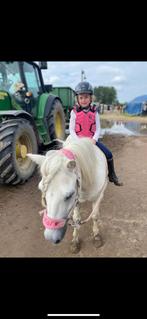 Ideale eerste springpony B-maat, Dieren en Toebehoren, Pony's, B, Ruin, Springpony, Gechipt