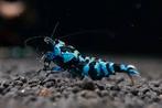 Galaxy Tiger caridina  garnalen, Dieren en Toebehoren