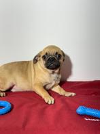 Mops pups mopshond