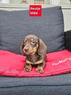 korthaar teckel pups, Dieren en Toebehoren, Honden | Teckels en Dashonden, België, CDV (hondenziekte), 8 tot 15 weken, Korthaar