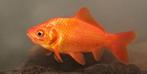 Goudvissen, Dieren en Toebehoren, Vissen | Aquariumvissen, Vis