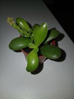 Crassula Capitella Campfire, Ophalen