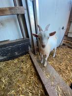 Dwerggeitje, Dieren en Toebehoren, Schapen, Geiten en Varkens, Mannelijk, Geit, 0 tot 2 jaar
