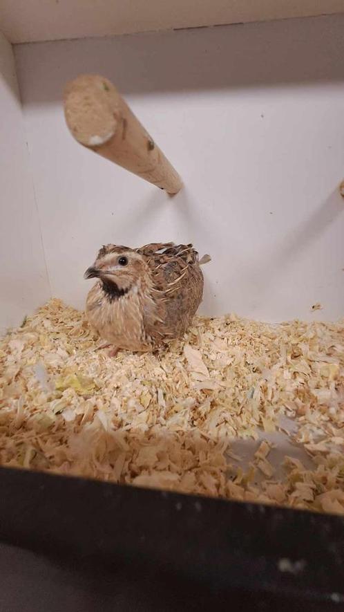 Europese kwartels hanen en hennen, Dieren en Toebehoren, Pluimvee, Overige soorten, Meerdere dieren