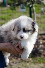 Australische herder puppies geboren op boerderij, Dieren en Toebehoren, Honden | Herdershonden en Veedrijvers, België, Particulier