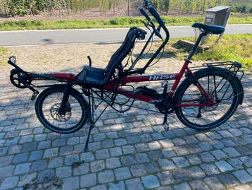 Hase Pino beschikbaar voor biedingen