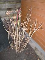 hortensia, Tuin en Terras, Planten | Tuinplanten, Ophalen, Vaste plant