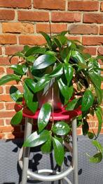 Hangplant /kamerplant, Ophalen