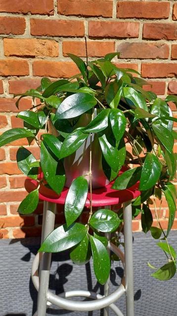 Hangplant /kamerplant beschikbaar voor biedingen